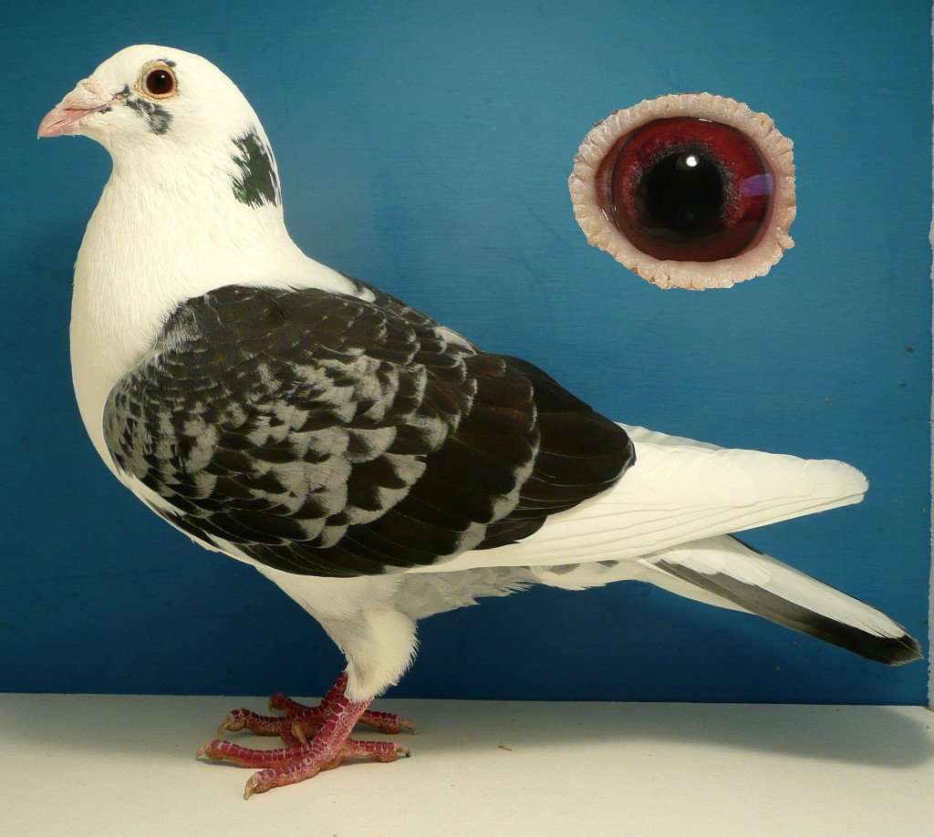 Sire Little