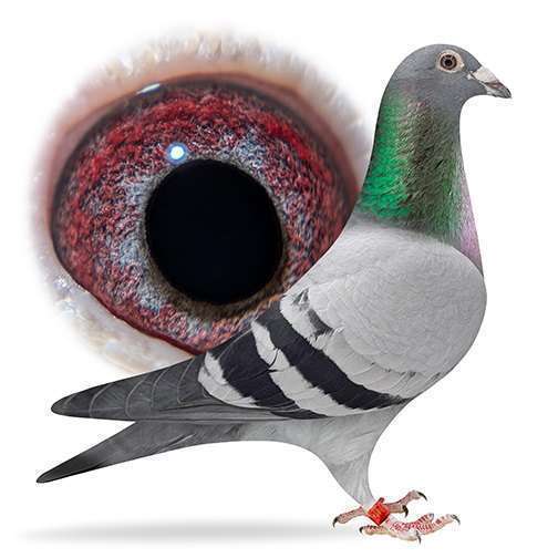 Principle Breeding Hen