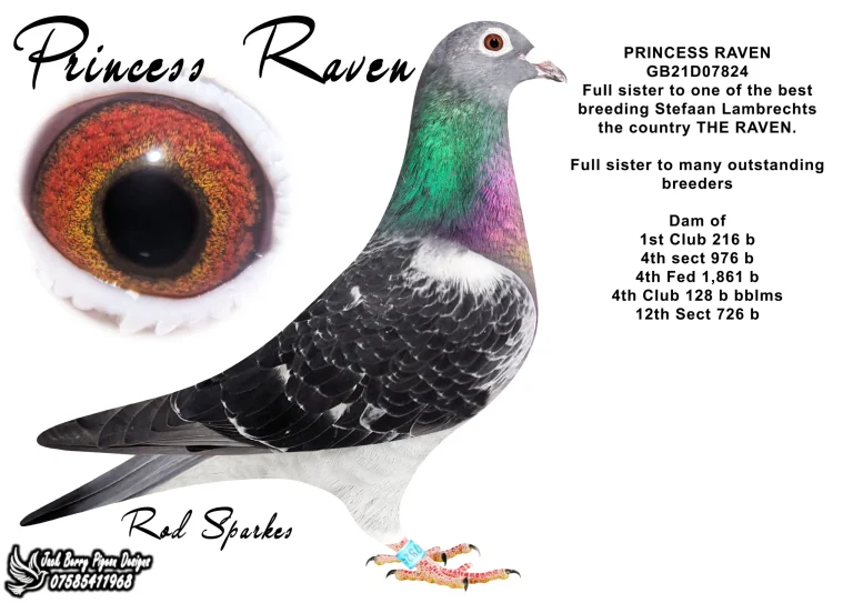 Princess Raven